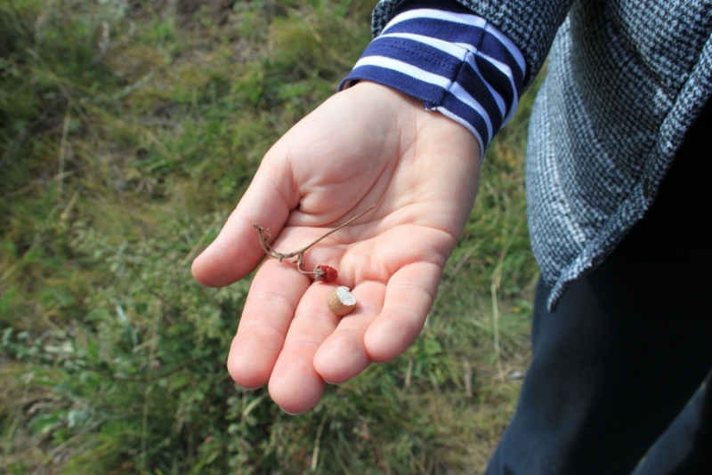 Поговорим о кошках35