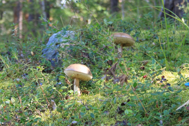 Поговорим о кошках35