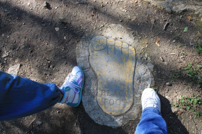 Поговорим о кошках35