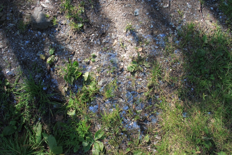 Поговорим о кошках35