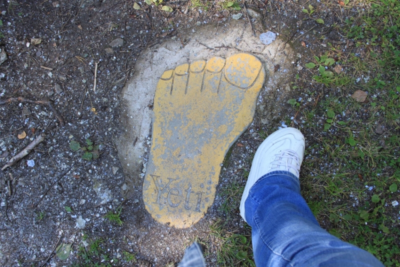 Поговорим о кошках35