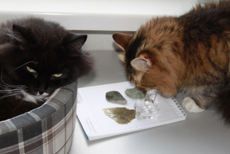 Поговорим о кошках35