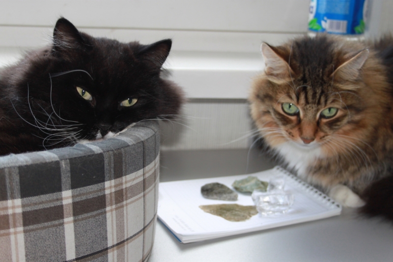 Поговорим о кошках35