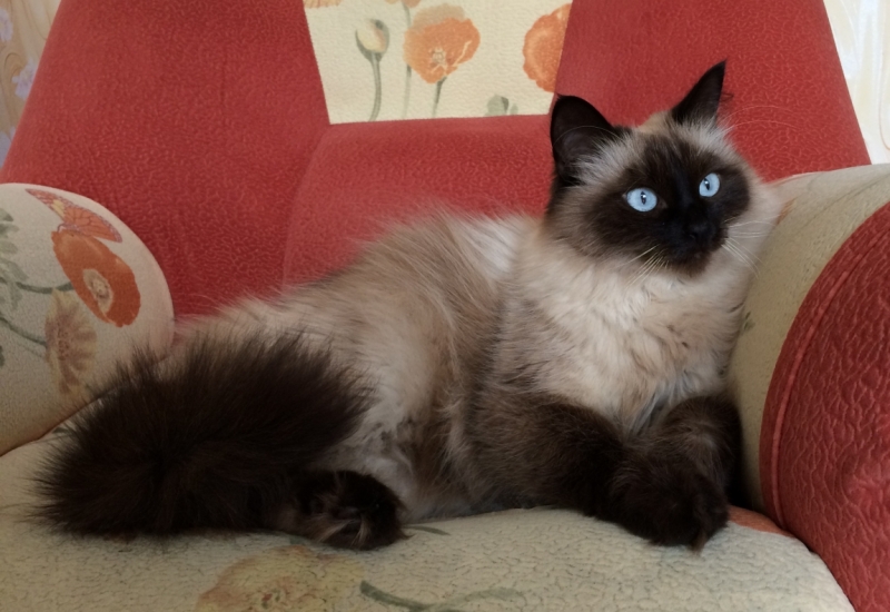 Поговорим о кошках35