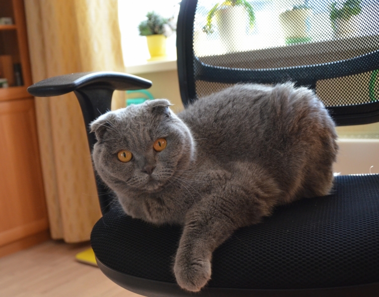 Поговорим о кошках35