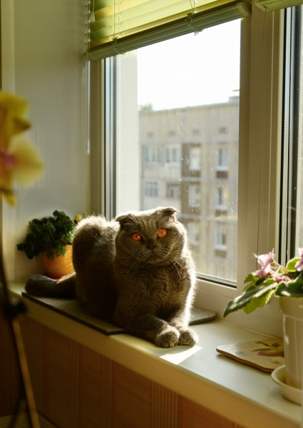 Поговорим о кошках35