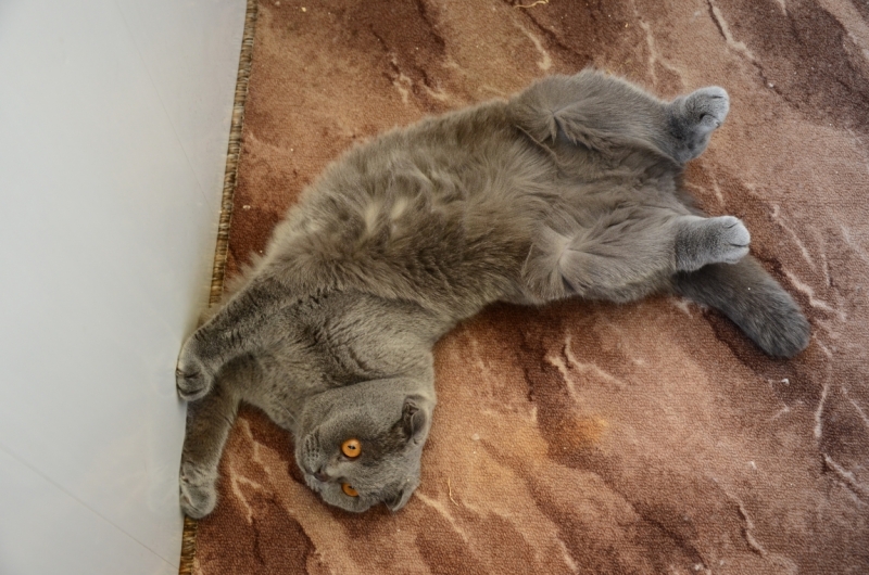 Поговорим о кошках35