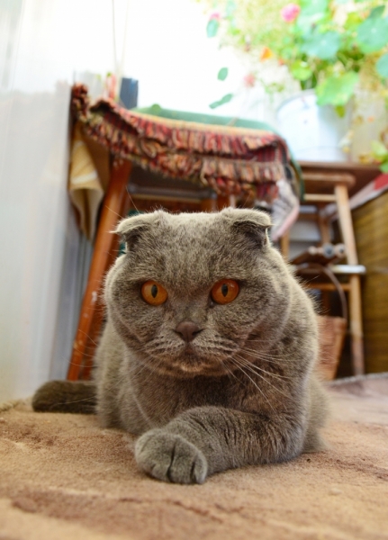 Поговорим о кошках35