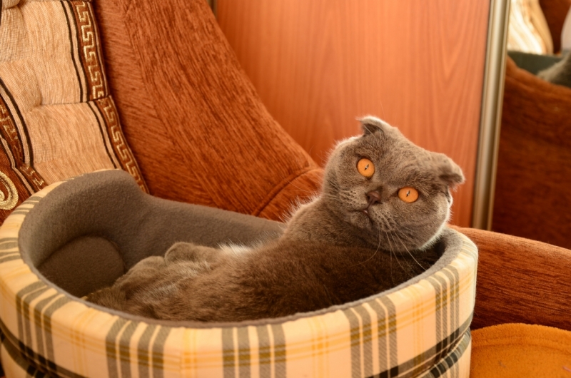 Поговорим о кошках35