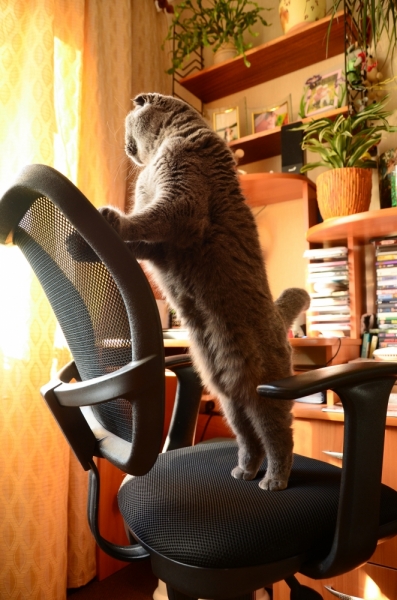 Поговорим о кошках35