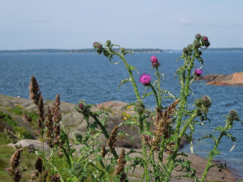 Хельсинки, город чаек и ар-нуво