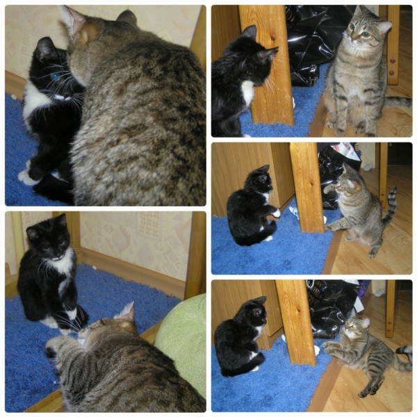 Поговорим о кошках35