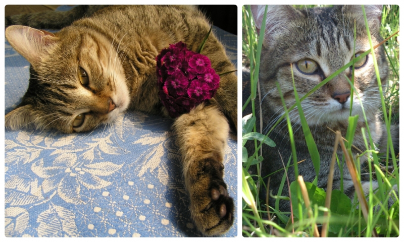 Поговорим о кошках35