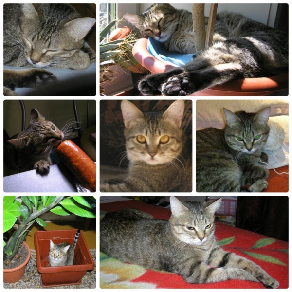 Поговорим о кошках35