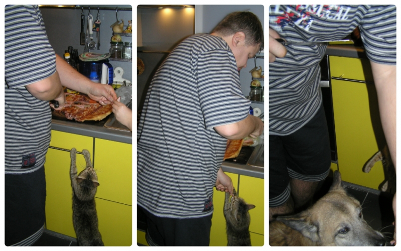 Поговорим о кошках35