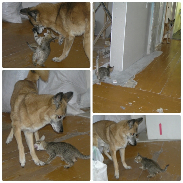 Поговорим о кошках35