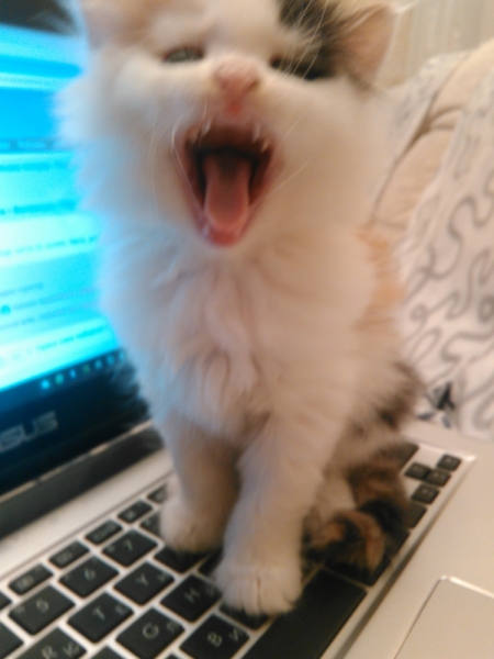 Поговорим о кошках35