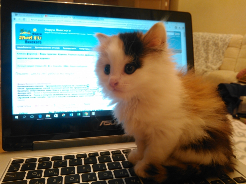 Поговорим о кошках35