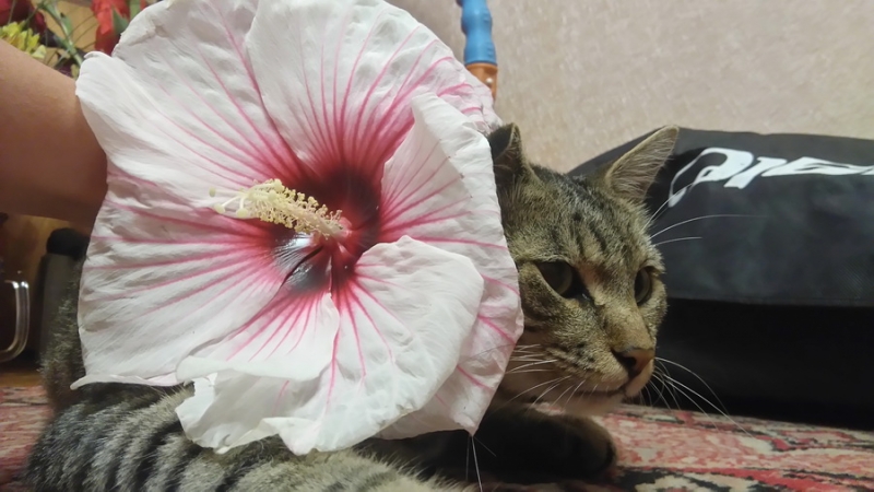 Поговорим о кошках35