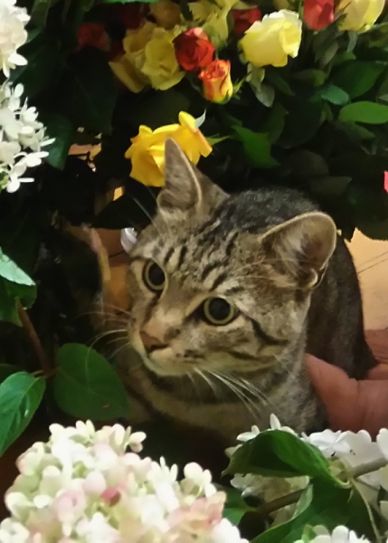 Поговорим о кошках35