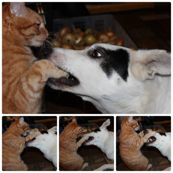 Поговорим о кошках35