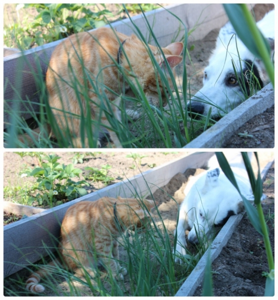 Поговорим о кошках35