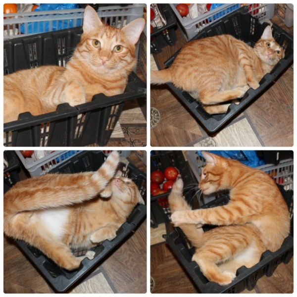 Поговорим о кошках35