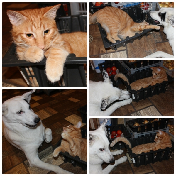 Поговорим о кошках35