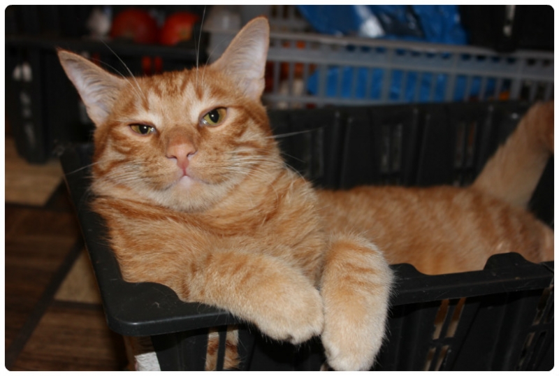 Поговорим о кошках35