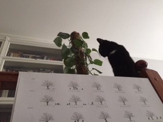 Поговорим о кошках35