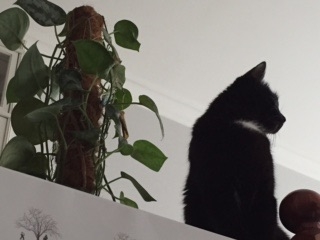 Поговорим о кошках35