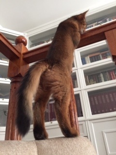 Поговорим о кошках35