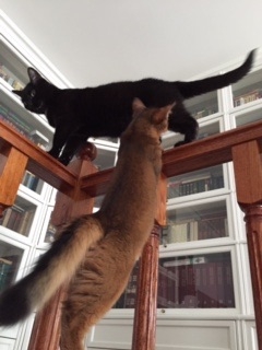 Поговорим о кошках35