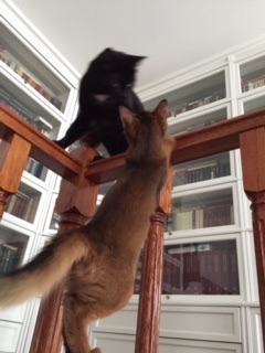 Поговорим о кошках35