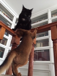 Поговорим о кошках35