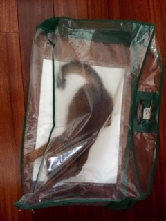 Поговорим о кошках35