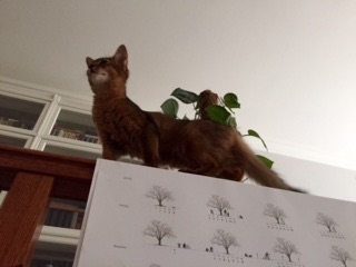 Поговорим о кошках35