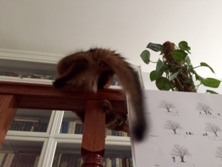 Поговорим о кошках35