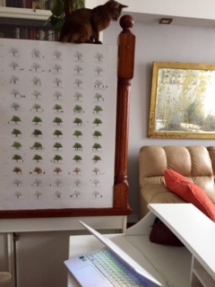 Поговорим о кошках35