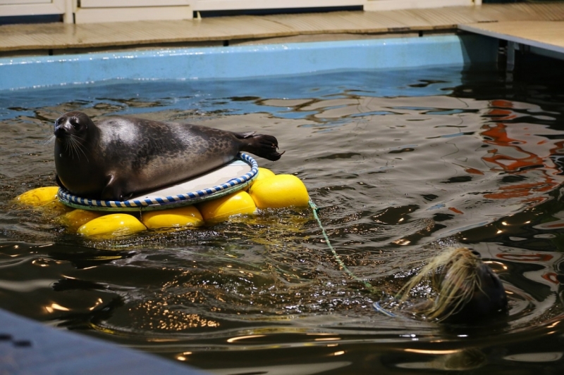Из Питера по Мурманской области на машине