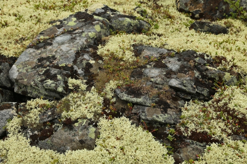 Из Питера по Мурманской области на машине