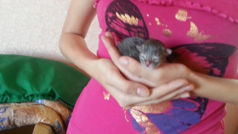 Поговорим о кошках35