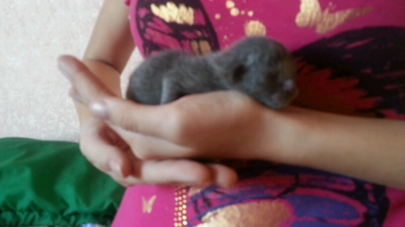 Поговорим о кошках35