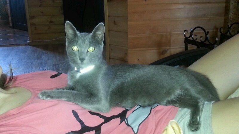 Поговорим о кошках35