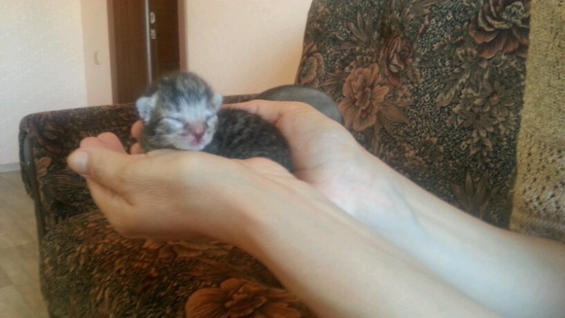 Поговорим о кошках35