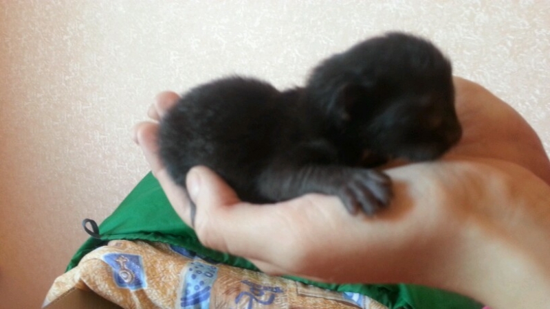 Поговорим о кошках35