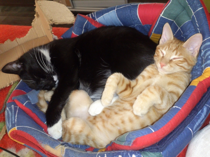 Поговорим о кошках35