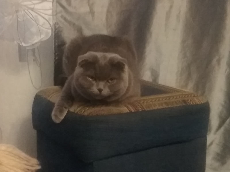 Поговорим о кошках35