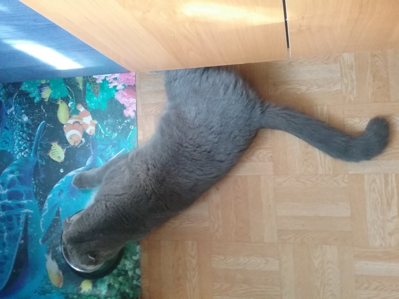 Поговорим о кошках35