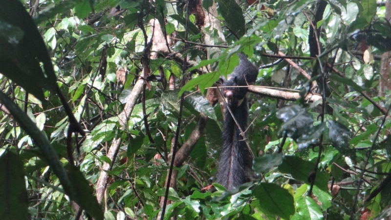 Шри Ланка на автобусе, август 2015 года, как её увидели мы.